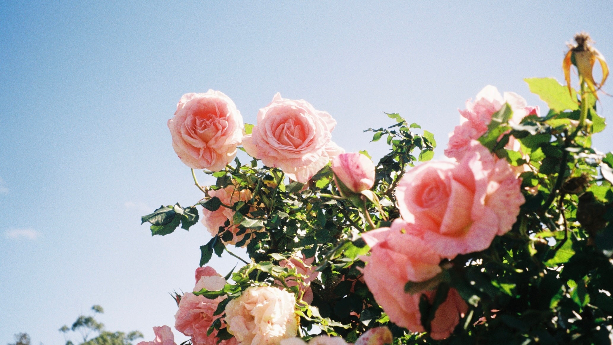 social enterprise flower farm