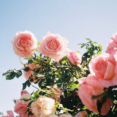 social enterprise flower farm